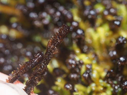 Anastrophyllum fissum