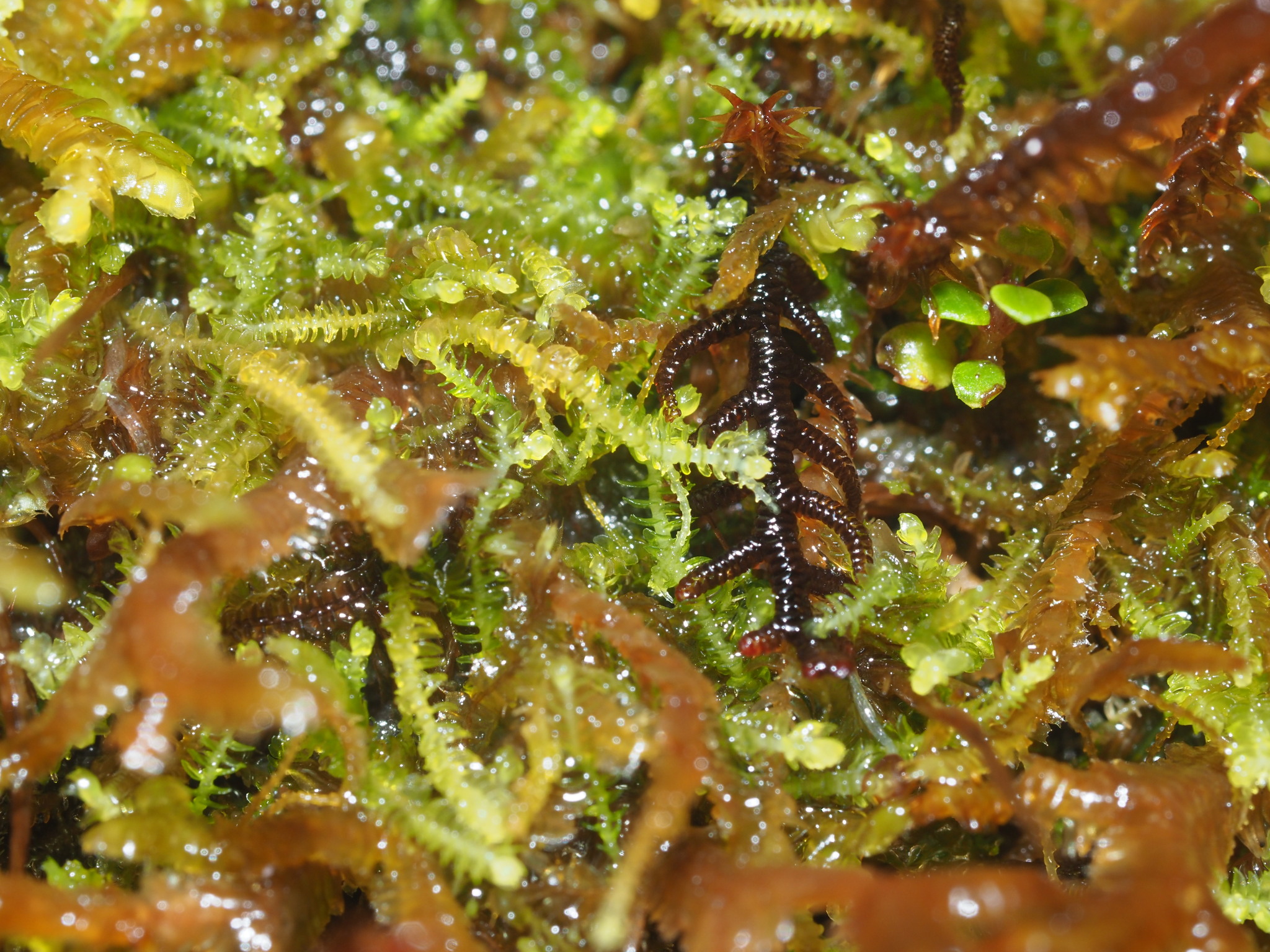 Acromastigum integrifolium