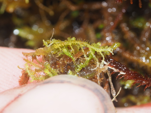 Acromastigum integrifolium
