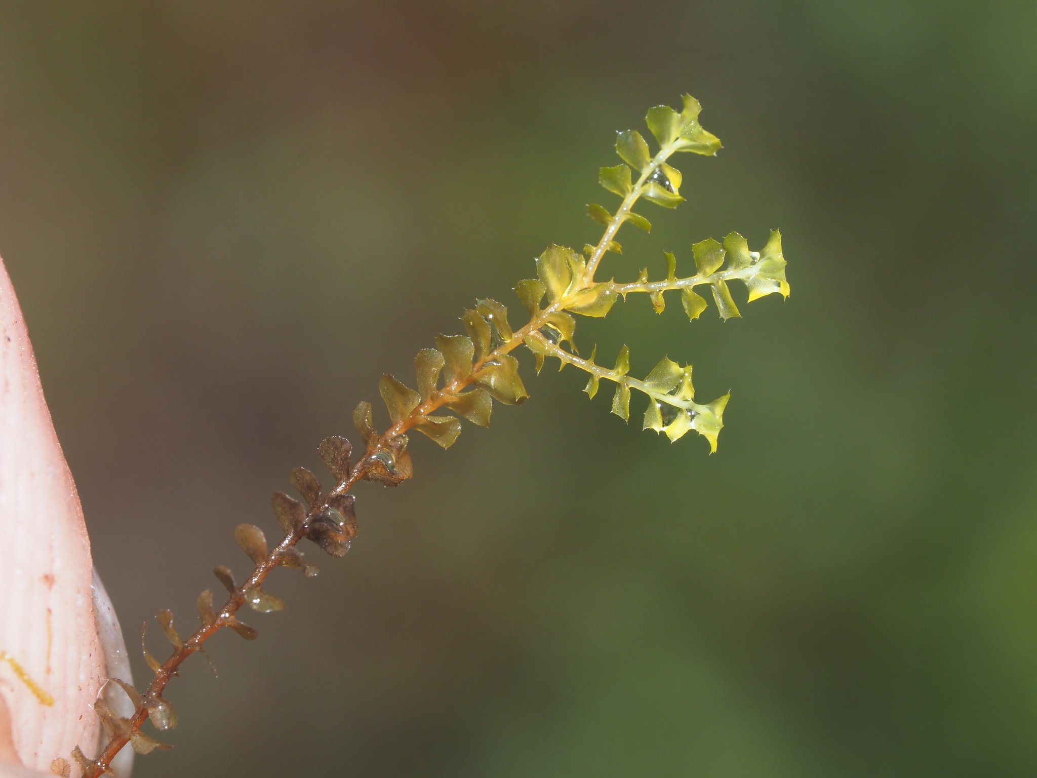 Plagiochila conduplicata