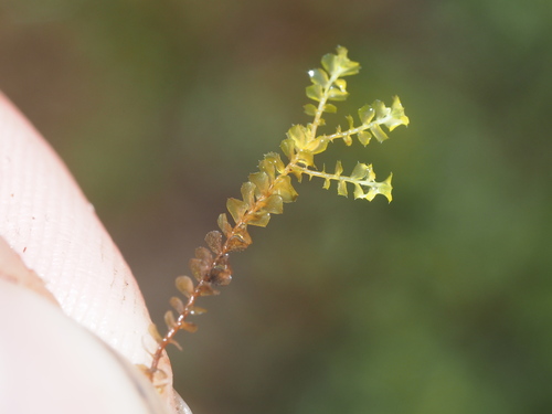 Plagiochila conduplicata