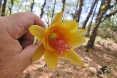 Disocactus aurantiacus