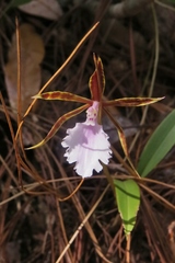 Rhynchostele stellata