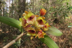 Epidendrum eximium