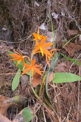 Prosthechea vitellina