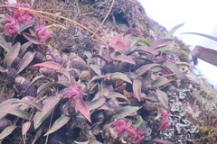 Epidendrum microcharis