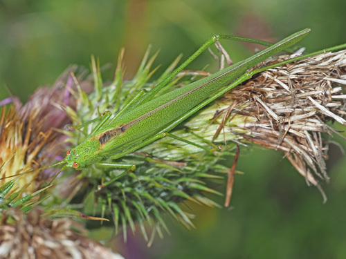 Lakštasparnis pjūklius nuotrauka