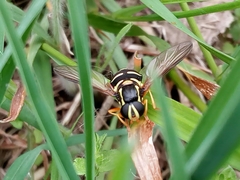 Xanthogramma citrofasciatum