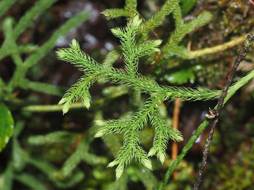 Lycopodium venustulum