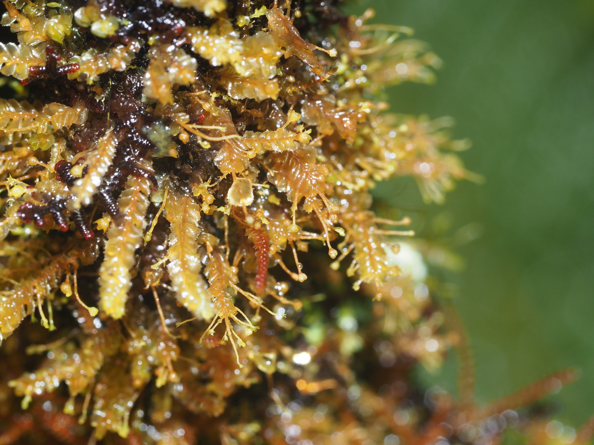 Plagiochila convoluta