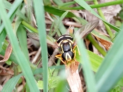 Xanthogramma citrofasciatum