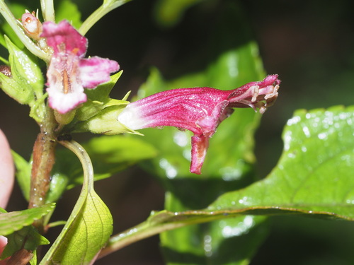 Stenogyne purpurea