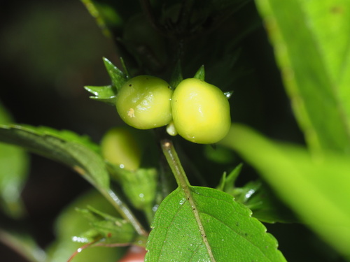 Stenogyne purpurea