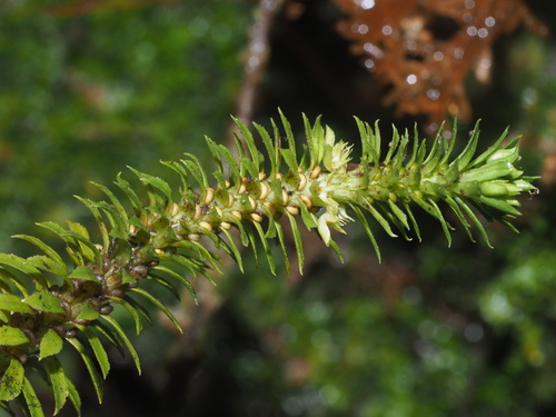 Huperzia serrata observed 2024-02-27