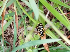 Xanthogramma citrofasciatum