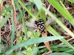 Xanthogramma citrofasciatum