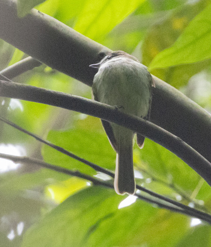 Jamaican Elaenia (Myiopagis cotta), photo 7