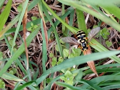 Xanthogramma citrofasciatum