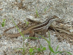Leiocephalus cubensis
