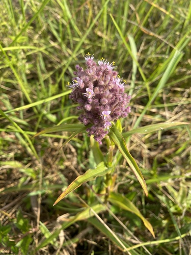 Floscopa glomerata (Floscopa glomerata)