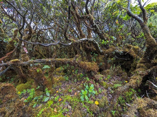 Bazzania emarginata