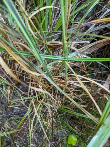 Hawai'i sedge (Carex alligata)