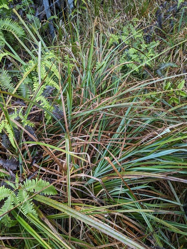 Hawai'i sedge (Carex alligata)