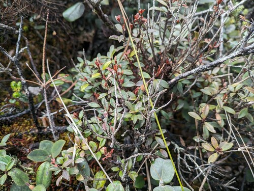 Myrsine denticulata observed 2024-02-27