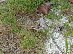 Leiocephalus cubensis