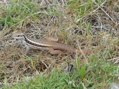 Leiocephalus cubensis