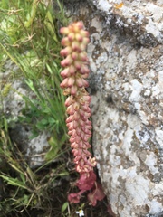 Umbilicus intermedius