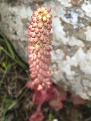 Umbilicus intermedius