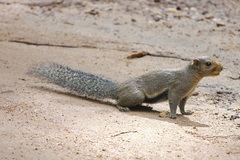 Black-Striped Squirrel photo 2