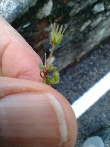Stellaria pallida iNat (3)