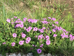 Glandularia canadensis