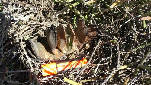Gasteria disticha (Gasteria disticha)