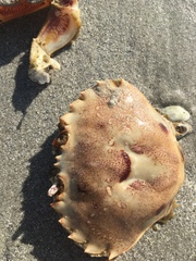 Ovalipes trimaculatus