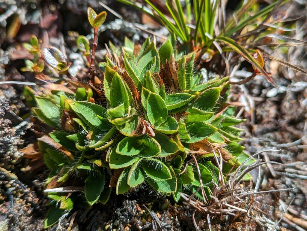 Dichanthelium isachnoides