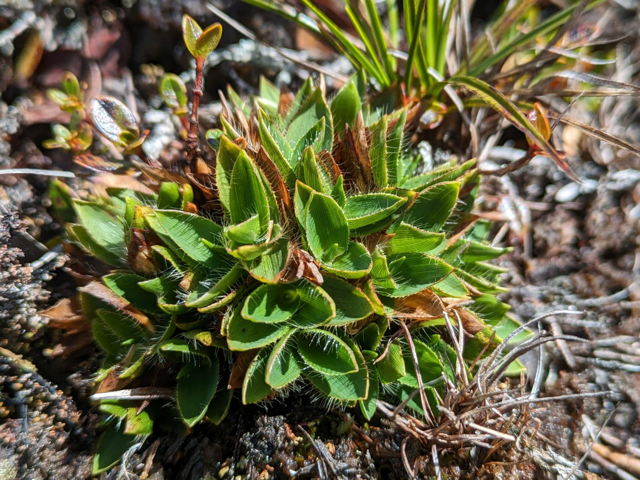 Dichanthelium isachnoides