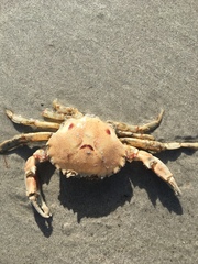 Ovalipes trimaculatus