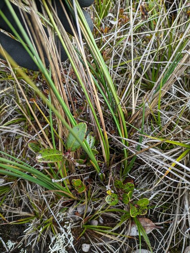 Carex montis-eeka