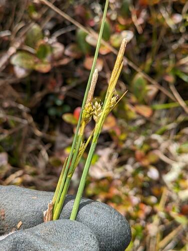 Carex montis-eeka