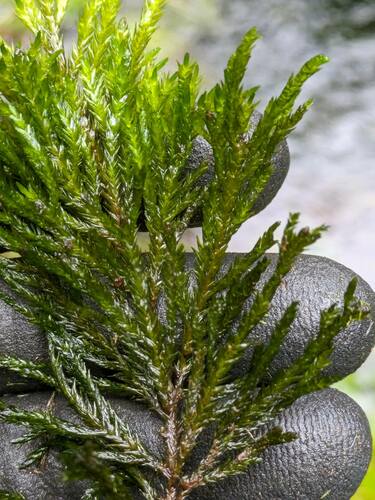 Limbella tricostata