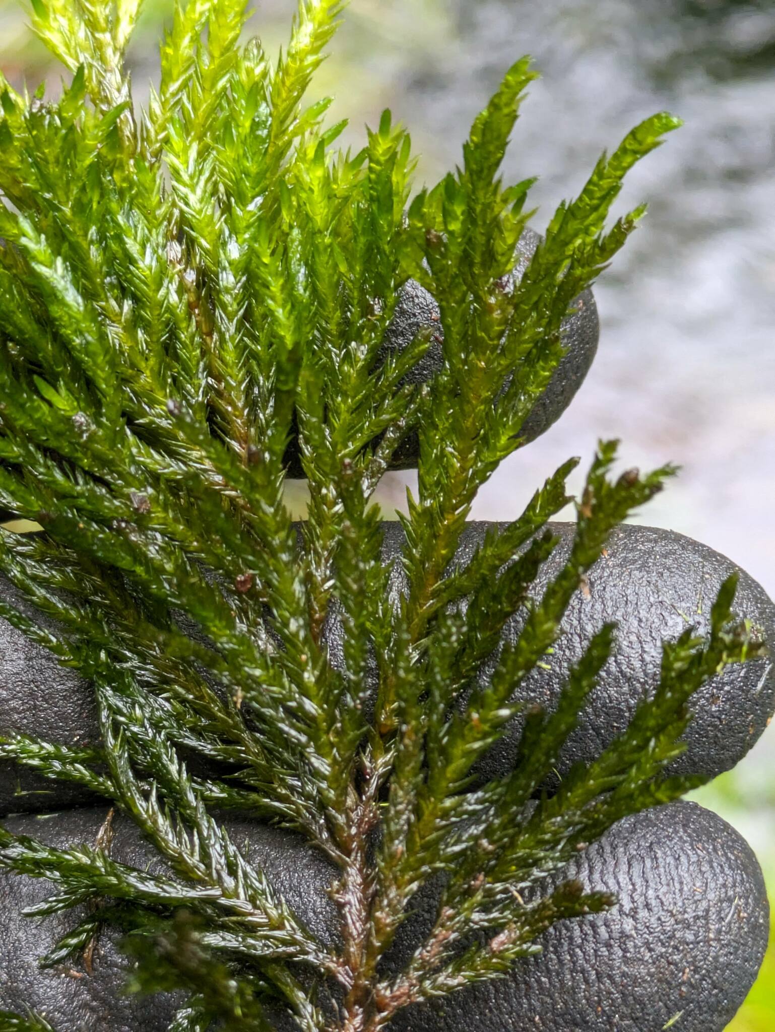 Limbella tricostata