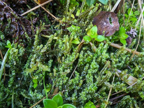 Anastrepta orcadensis observed 2024-02-27