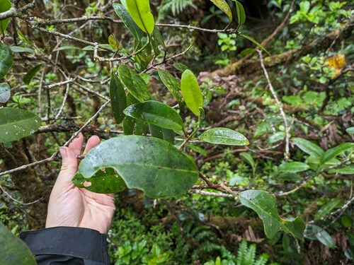 mokihana (Melicope anisata)