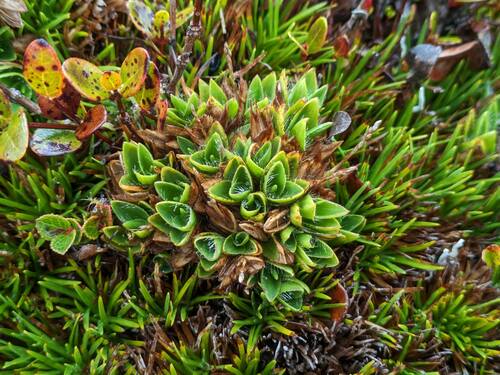 Dichanthelium isachnoides