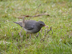 Turdus boulboul