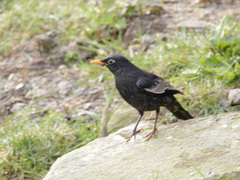 Turdus boulboul