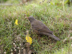 Turdus boulboul